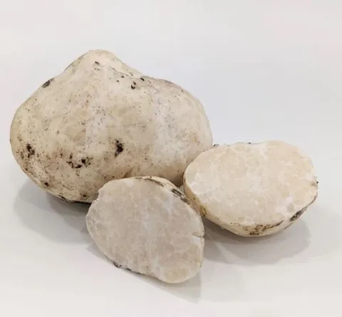 Truffe au miel (Mattirolomyces terfezioides)