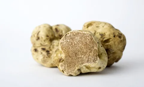 Truffe Blanche d'Alba (Tuber Magnatum Pico)