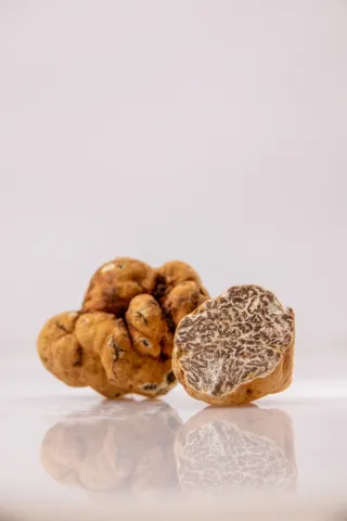 Truffe Bianchetto(Tuber Borchii Vitt)