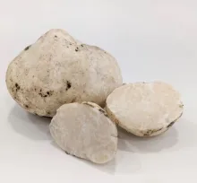 Truffe au miel (Mattirolomyces terfezioides)