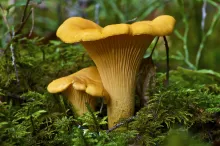 Girolles séchées