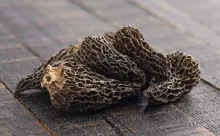 Morilles séchées sauvages