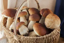 Cèpes séchés extra sauvages