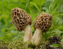 Morilles séchées sauvages