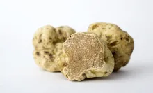Truffe Blanche d'Alba (Tuber Magnatum Pico)