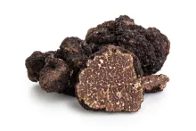 Truffe d'Automne (Tuber Uncinatum)