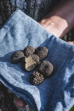 Truffe d'Automne (Tuber Uncinatum)