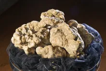 Truffe Blanche d'Alba (Tuber Magnatum Pico)
