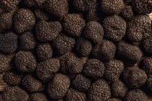 Truffe d'été (Tuber Aestivum)